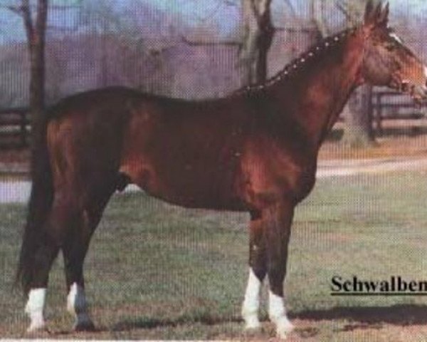 stallion Schwalbenzug (Trakehner, 1972, from Impuls)