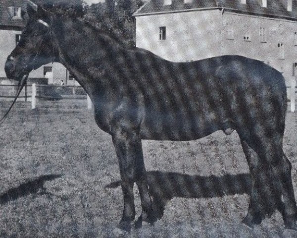stallion Hortus (Trakehner, 1963, from Sterndeuter)