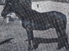 stallion Hortus (Trakehner, 1963, from Sterndeuter)