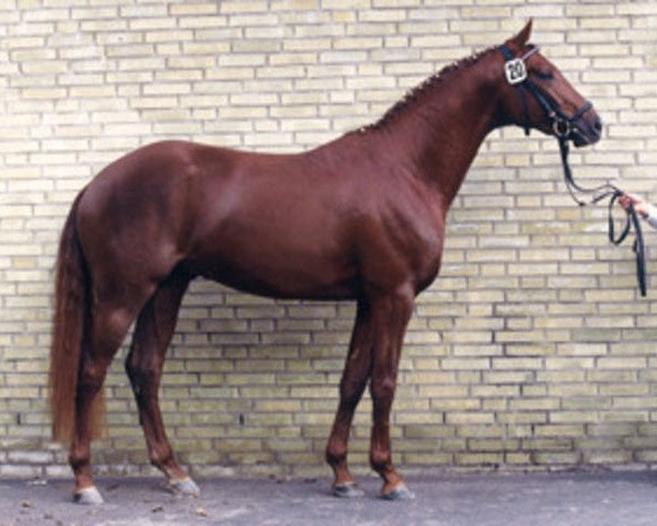 stallion Fabricio (Trakehner, 1988, from Unkensee)