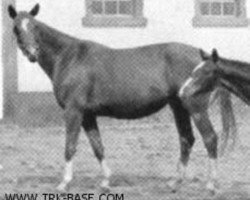 broodmare Harfe (Trakehner, 1957, from Altan)