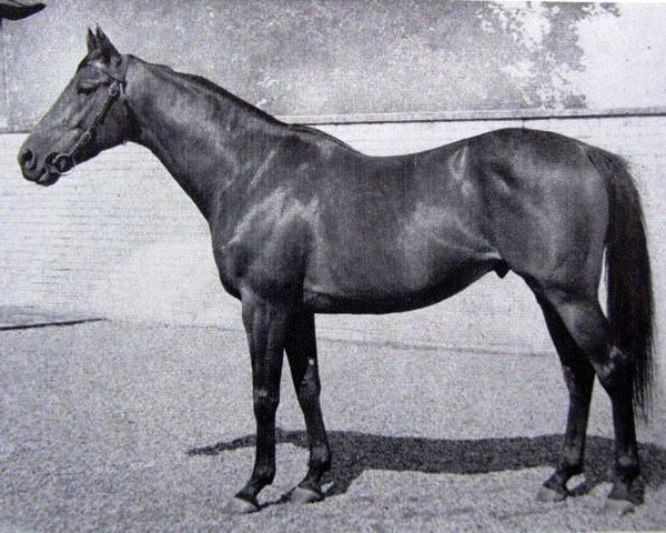 stallion Aggressor xx (Thoroughbred, 1955, from Combat xx)