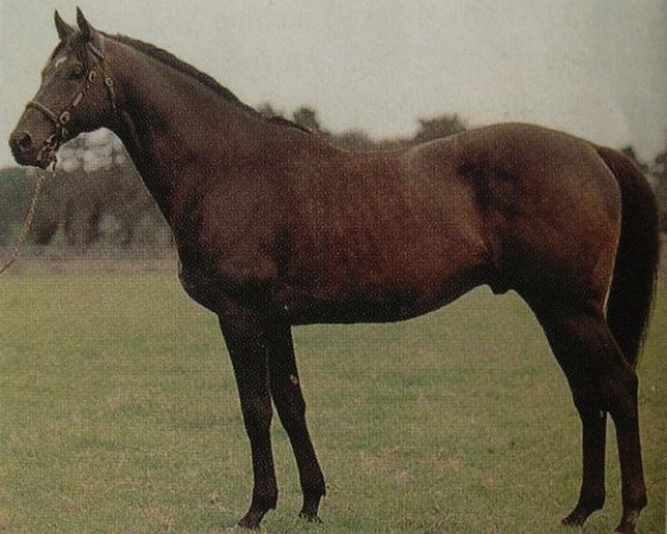 stallion Yashgan xx (Thoroughbred, 1981, from Hot Grove xx)