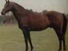 stallion Yashgan xx (Thoroughbred, 1981, from Hot Grove xx)