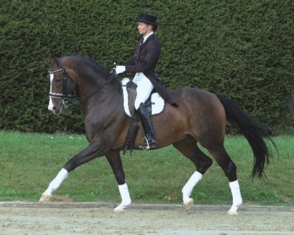 stallion Elitär (Trakehner, 1993, from Arogno)