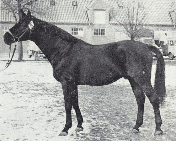 stallion Isländer (Trakehner, 1960, from Stern xx)