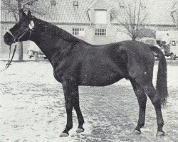 Deckhengst Isländer (Trakehner, 1960, von Stern xx)