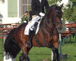 dressage horse Sir Arthur (Trakehner, 2003, from King Arthur TSF)