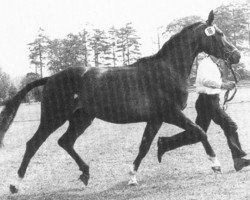 Zuchtstute Skala (Trakehner, 1978, von Tango)