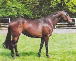 broodmare Salome X (Trakehner, 1990, from Langata Express xx)