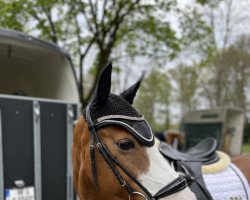 dressage horse Oakland's Josii (German Riding Pony, 2010, from Eiluns Monopoly)