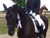 dressage horse Latimer's Girl (Hanoverian, 2001, from Latimer)