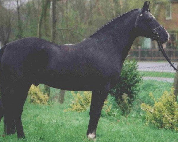 stallion Donauwind (German Riding Pony, 1981, from Downland)