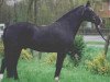 stallion Donauwind (German Riding Pony, 1981, from Downland)
