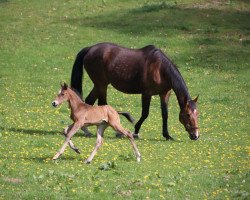 dressage horse Die Da (Hanoverian, 2022, from Doncier)