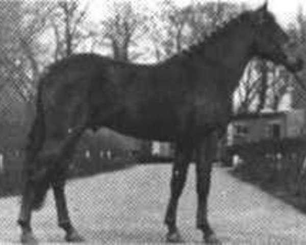 Deckhengst Heihof's Primeur (New-Forest-Pony, 1968, von Ashmar Grey Admiral)