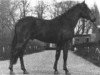 stallion Heihof's Primeur (New Forest Pony, 1968, from Ashmar Grey Admiral)