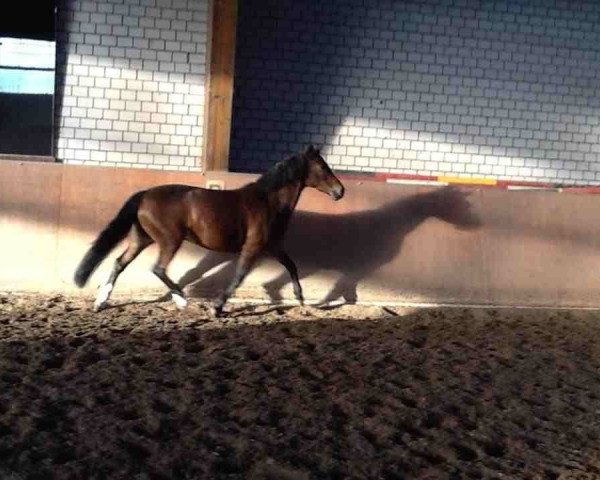 Zuchtstute Scarlett vom Ellernbrook (Deutsches Reitpony, 2001, von Hattrick)