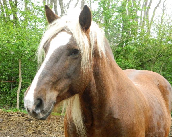 horse Reben-Biene (Black Forest Horse, 2001, from Weißgerber)