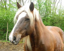 horse Reben-Biene (Schwarzwälder Kaltblut, 2001, from Weißgerber)