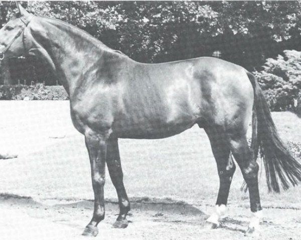 horse Weinhang (Westphalian, 1972, from Weingau)