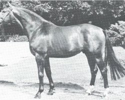 horse Weinhang (Westphalian, 1972, from Weingau)