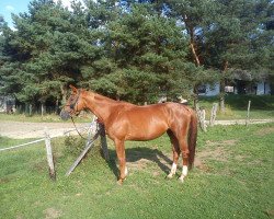 horse Heandra (Trakehner, 2000, from Guy Laroche)