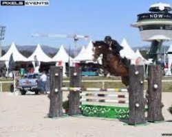 stallion Eldorado Sunheup Z (Zangersheide riding horse, 2013, from Eldorado vd Zeshoek Tn)