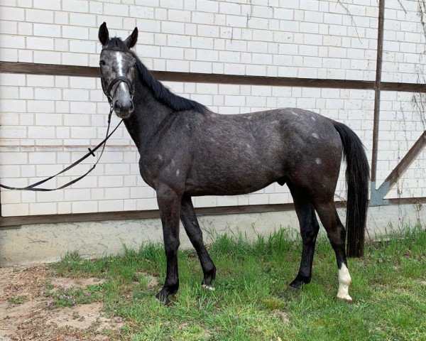 jumper Vecellio MM (German Sport Horse, 2019, from Vingino)