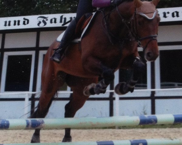 jumper Queen Rubin 2 (Westphalian, 2005, from Quidam's Rubin)