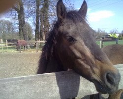 horse Söhnke (German Riding Pony, 2008, from Kaiser Konrad)