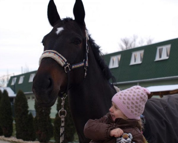 horse Levada (Czech Warmblood, 2006, from Phill)