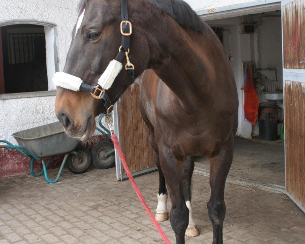 Zuchtstute Kofila (Tschechisches Warmblut, 2004, von Phill)