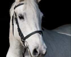 Springpferd Wanda 392 (Deutsches Reitpferd, 1995)