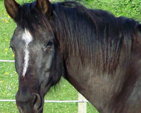 horse Little Black 2 (Saxony-Anhaltiner, 1994, from Furinos)