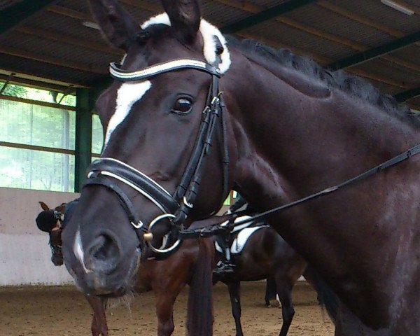 horse Bella Nera (KWPN (Royal Dutch Sporthorse), 2006, from Iglesias)