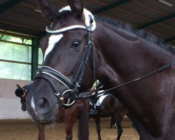 dressage horse Bella Nera (KWPN (Niederländisches Warmblut), 2006, from Iglesias)