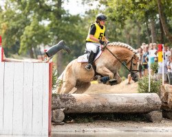 dressage horse Adoro 2 (Belgian Warmblood, 2012, from Arsenal)