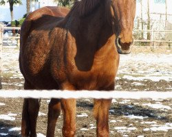 broodmare Augustina (Hanoverian, 1988, from Augustinus xx)