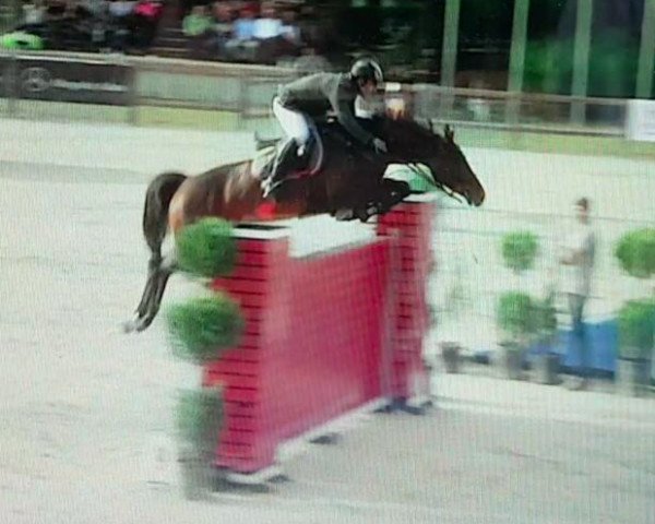 broodmare Desteny (KWPN (Royal Dutch Sporthorse), 2008, from Ukato)