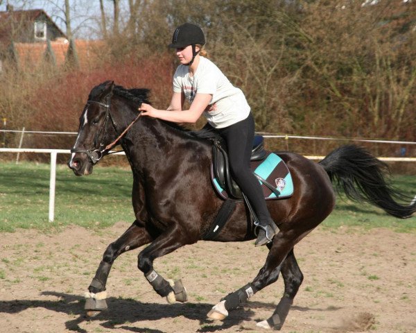 Pferd Waterdieks Ri (Deutsches Reitpony, 1998, von Calenbergs Roman)