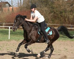 horse Waterdieks Ri (German Riding Pony, 1998, from Calenbergs Roman)