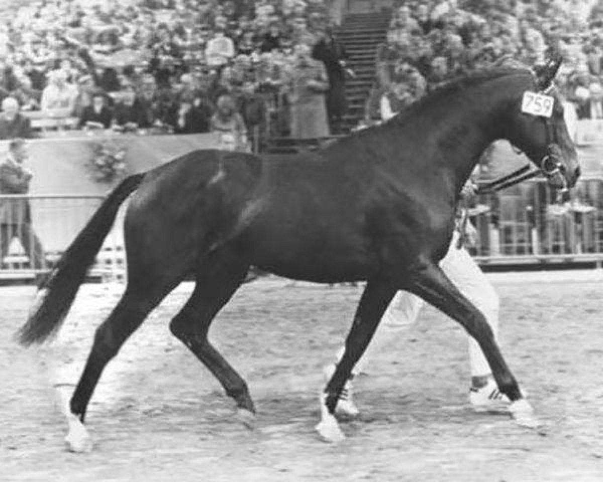 Deckhengst Cavalcadour xx (Englisches Vollblut, 1972, von Carvin xx)