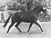 stallion Cavalcadour xx (Thoroughbred, 1972, from Carvin xx)
