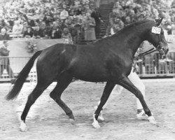 stallion Cavalcadour xx (Thoroughbred, 1972, from Carvin xx)