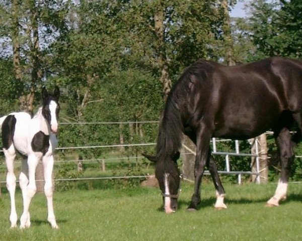 Zuchtstute Mirella (KWPN (Niederländisches Warmblut), 1994, von Balzflug)