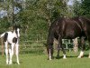 broodmare Mirella (KWPN (Royal Dutch Sporthorse), 1994, from Balzflug)