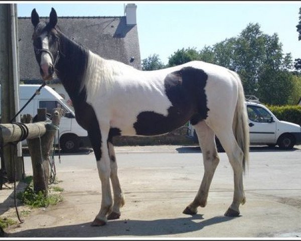 dressage horse Evita (KWPN (Royal Dutch Sporthorse), 2009, from Toronto)