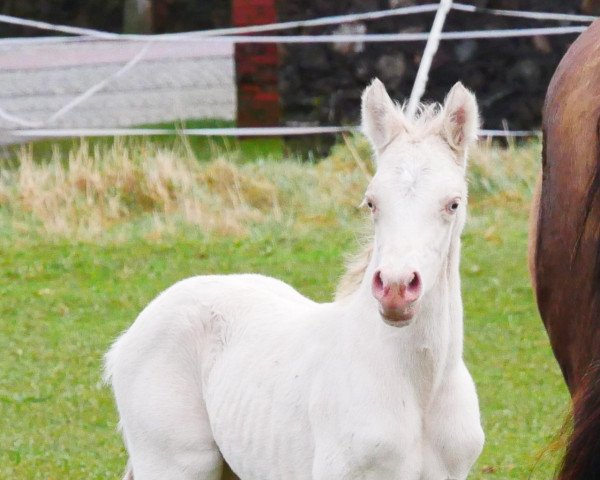 dressage horse Letsfly Crystal Blue (German Riding Pony, 2022, from Steendieks Carlo Carlucci)