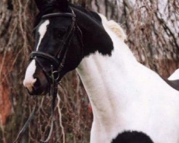 dressage horse Toronto (KWPN (Royal Dutch Sporthorse), 2000, from Gribaldi)